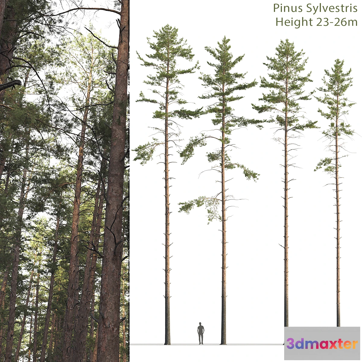 688792 - Pine - No.34