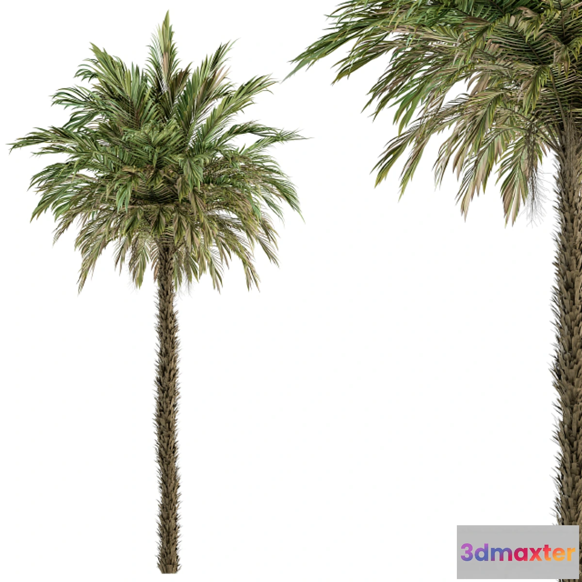 688794 - Pygmy Date Palm - Tree Set 51