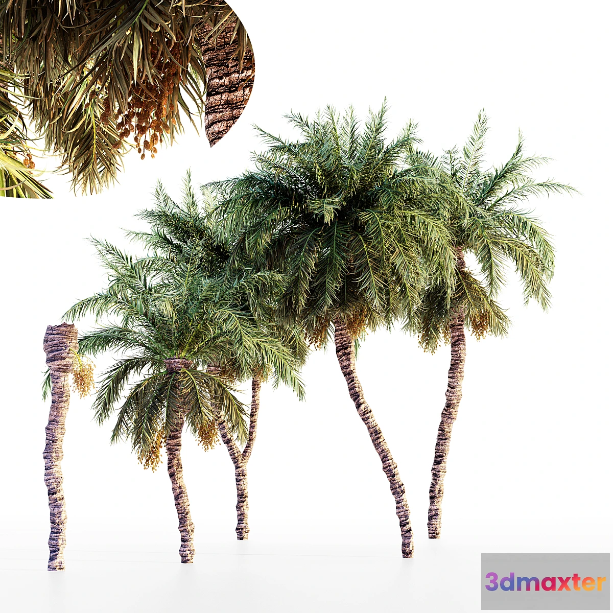 688798 - Date palm collection