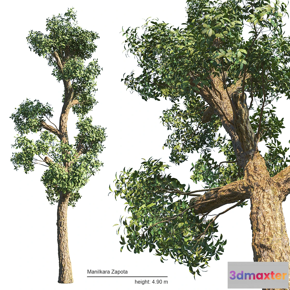 688800 - Manilkara Zapota tree