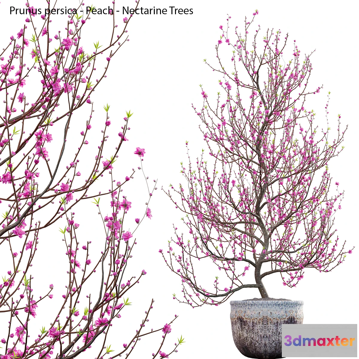 688802 - Prunus persica - Peach - Nectarine Trees - 01