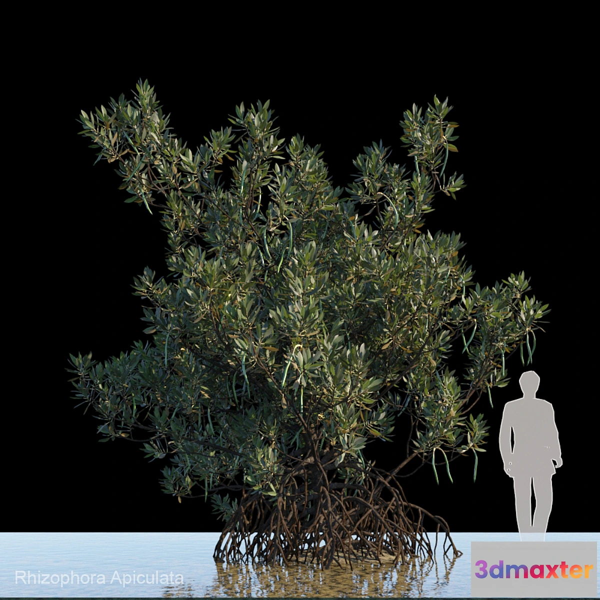 688804 - Rhizophora Apiculata_var1