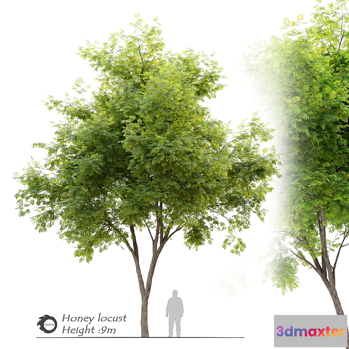 688806 - Honey locust (Gleditsia triacanthos)