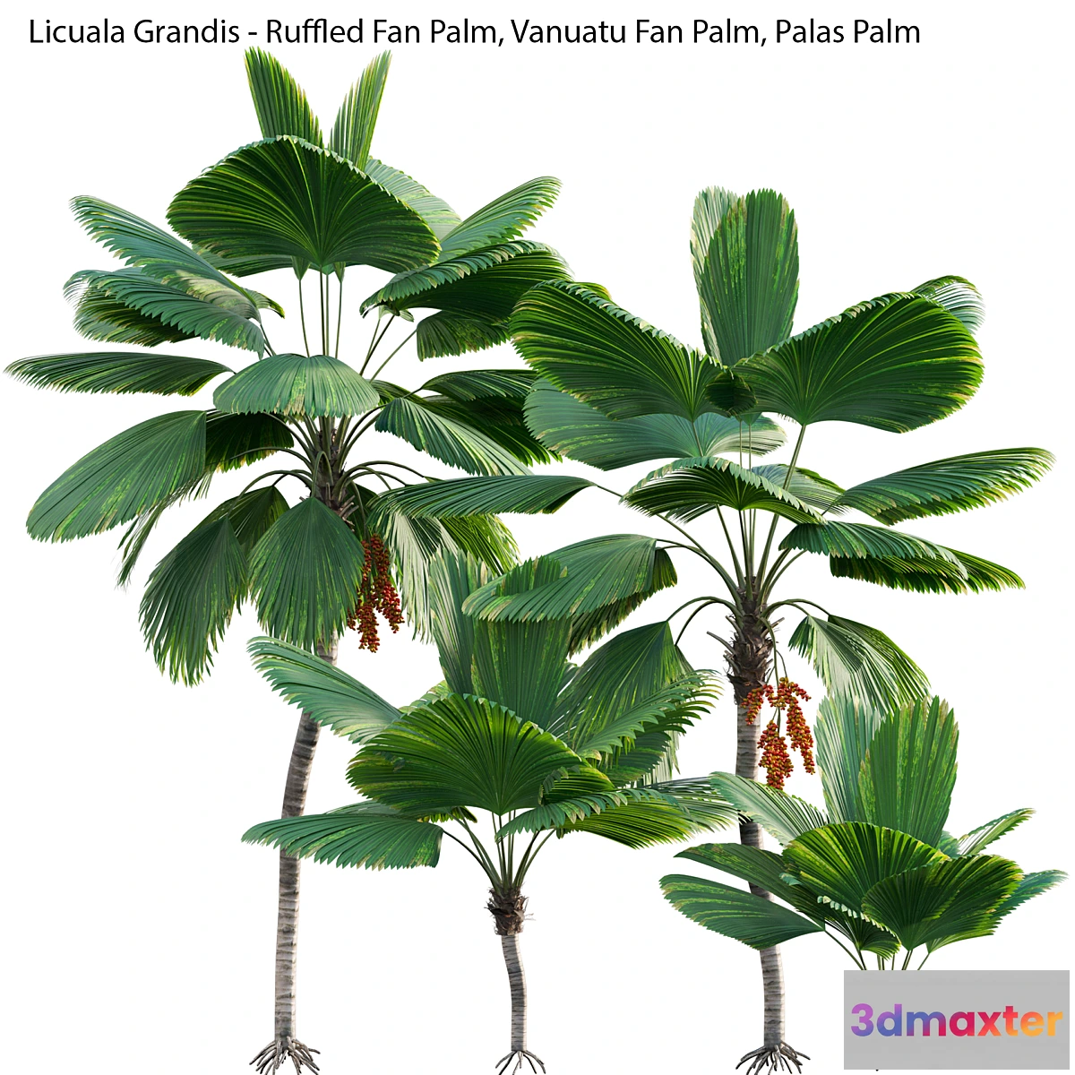 688812 - Licuala Grandis - Ruffled Fan Palm