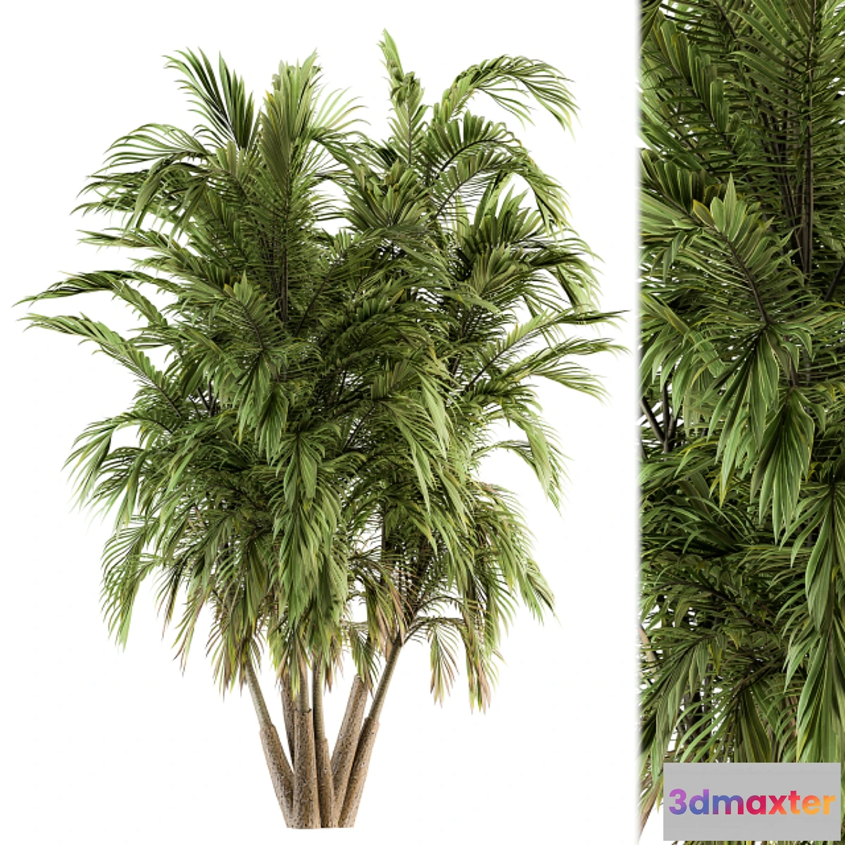 688818 - Tree Green Palm bunch - Set 32