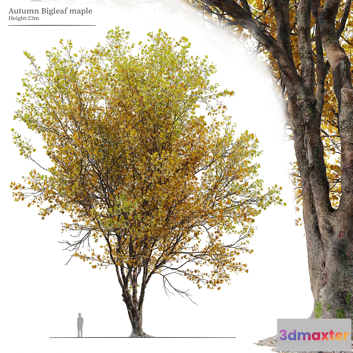 688826 - Autumn Acer macrophyllum 02