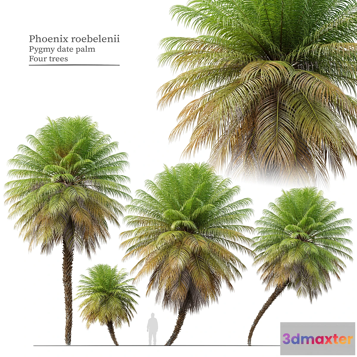 688830 - Phoenix roebelenii