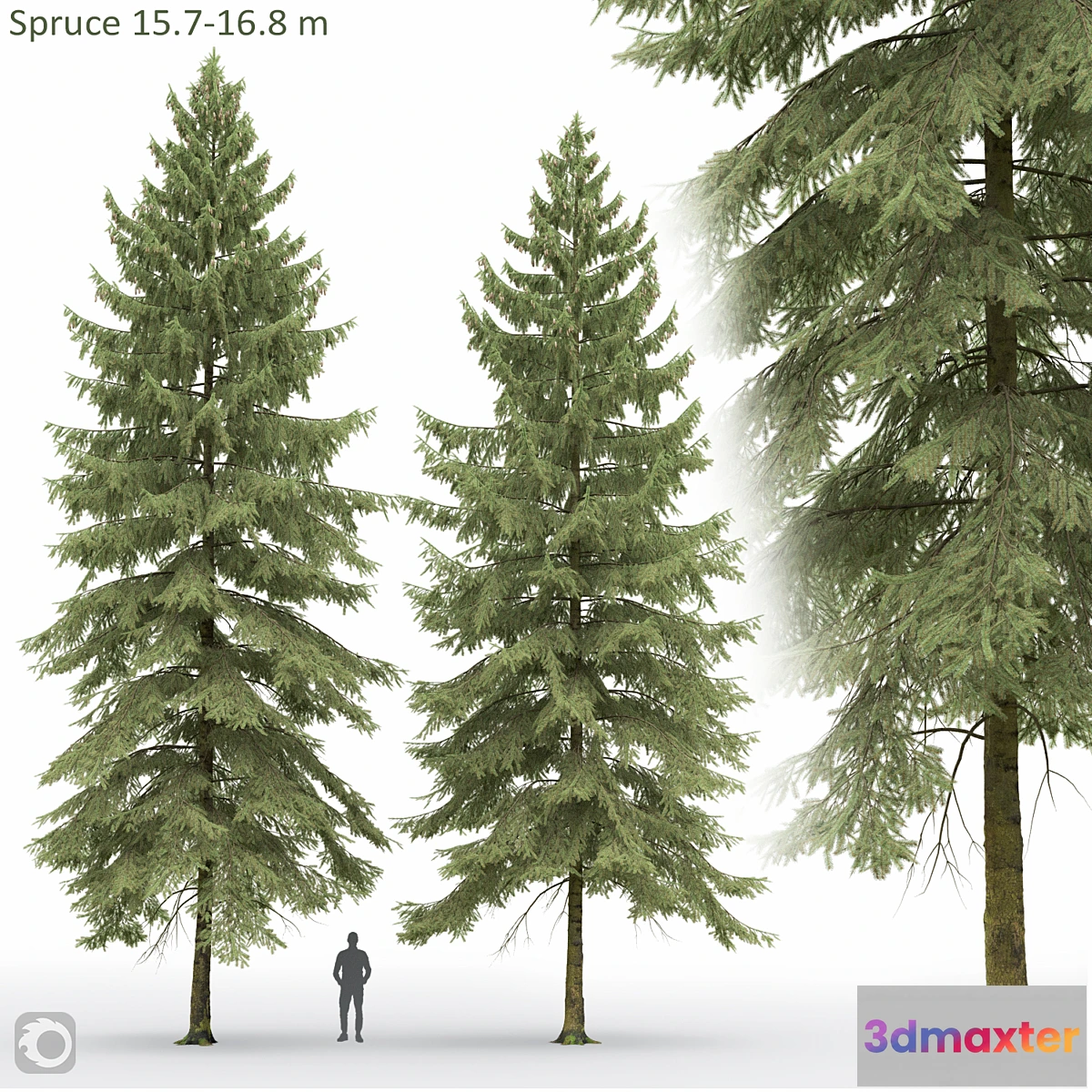688836 - Spruce - No.12