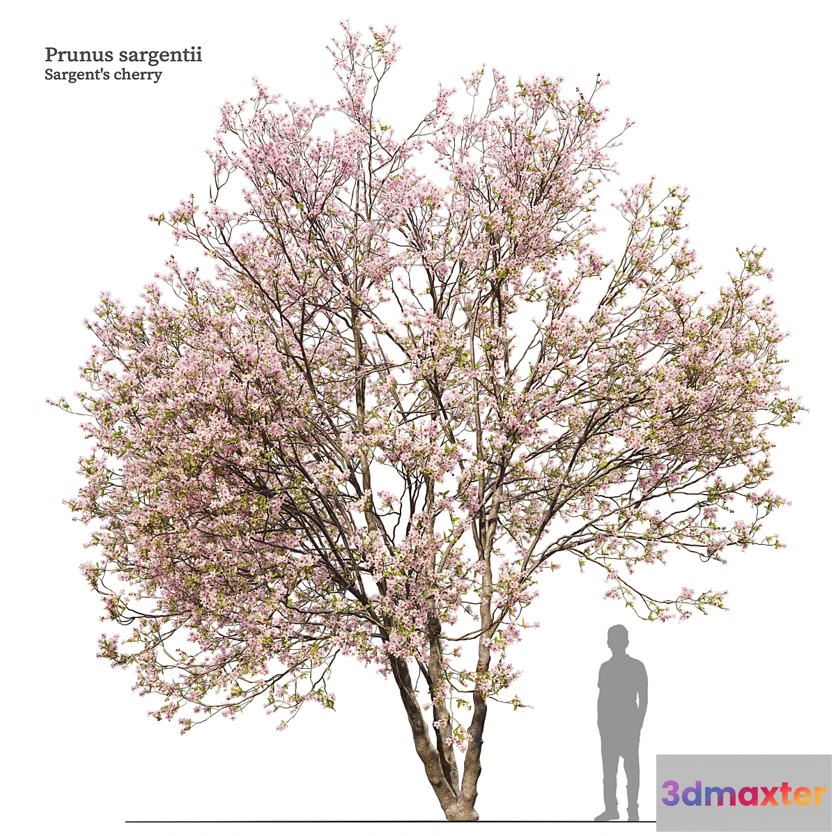 688852 - Prunus sargentii