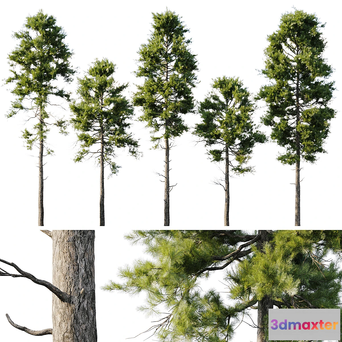 688854 - Pine 18m and 12m