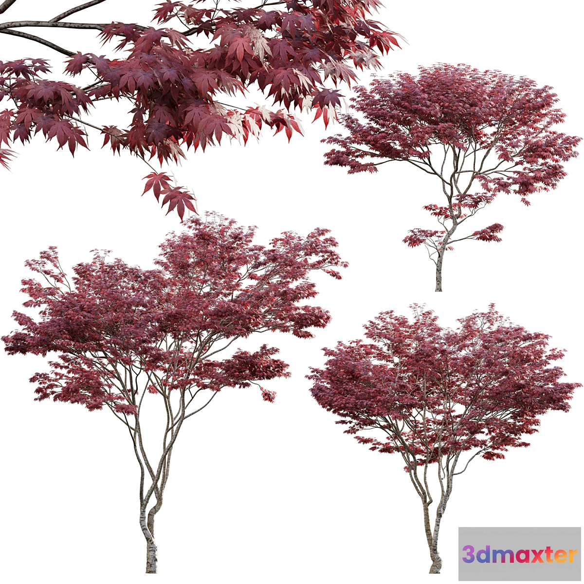 688856 - Japanese maple - Acer palmatum 01