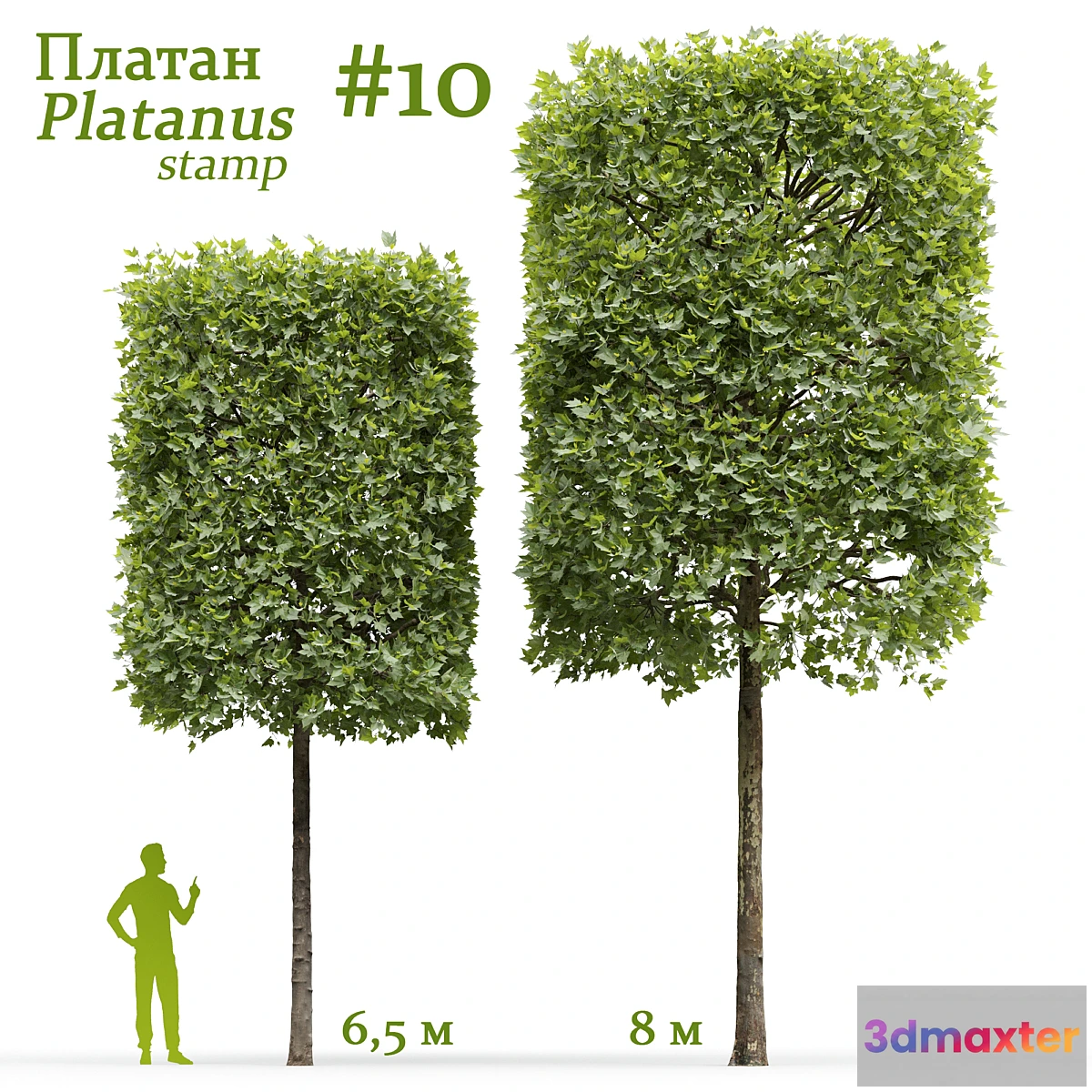 688862 - Plane-tree _ Sycamore _ Platanus stamp #10