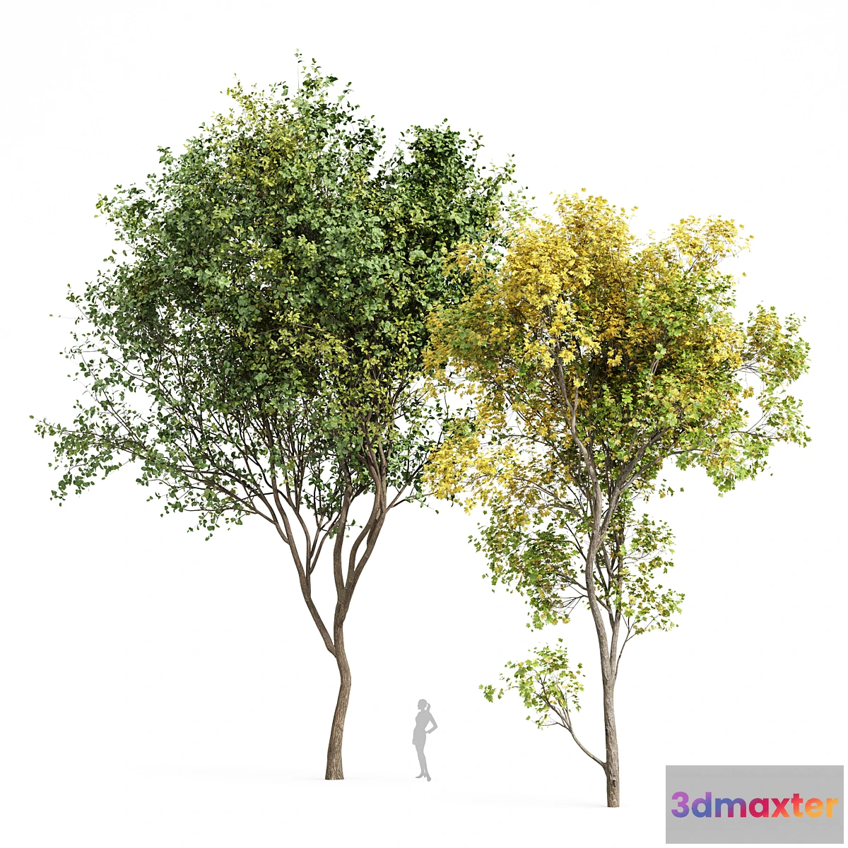 688868 - Beautiful Real Tree Acer Saccharinum Summer-Fall and Bush Leaf