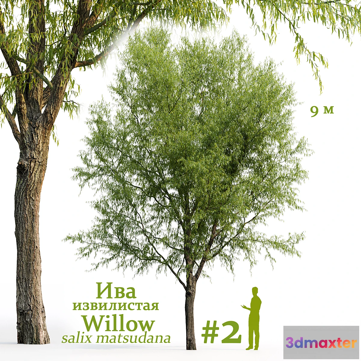 688878 - Willow _ Salix matsudana #2