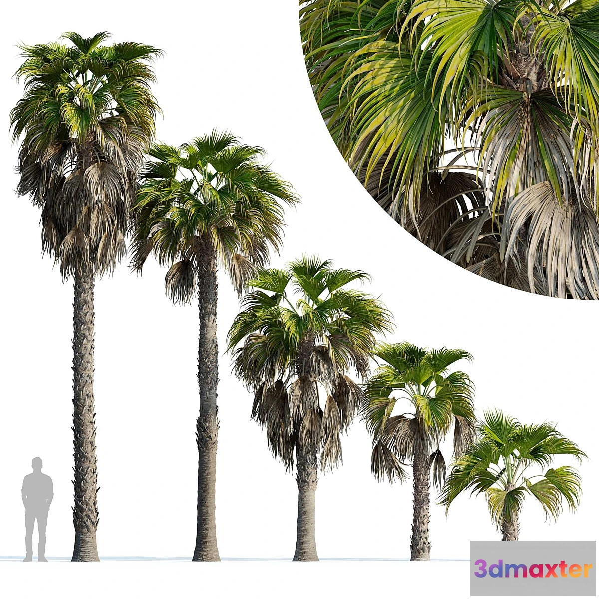 688882 - Washingtonia robusta palm (Washingtonia robusta palm)