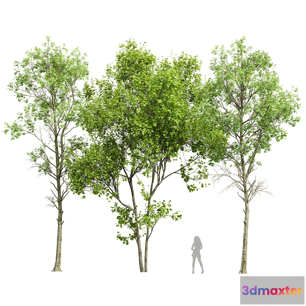 688884 - Fagus Sylvatica and Saccharinum-spring trees