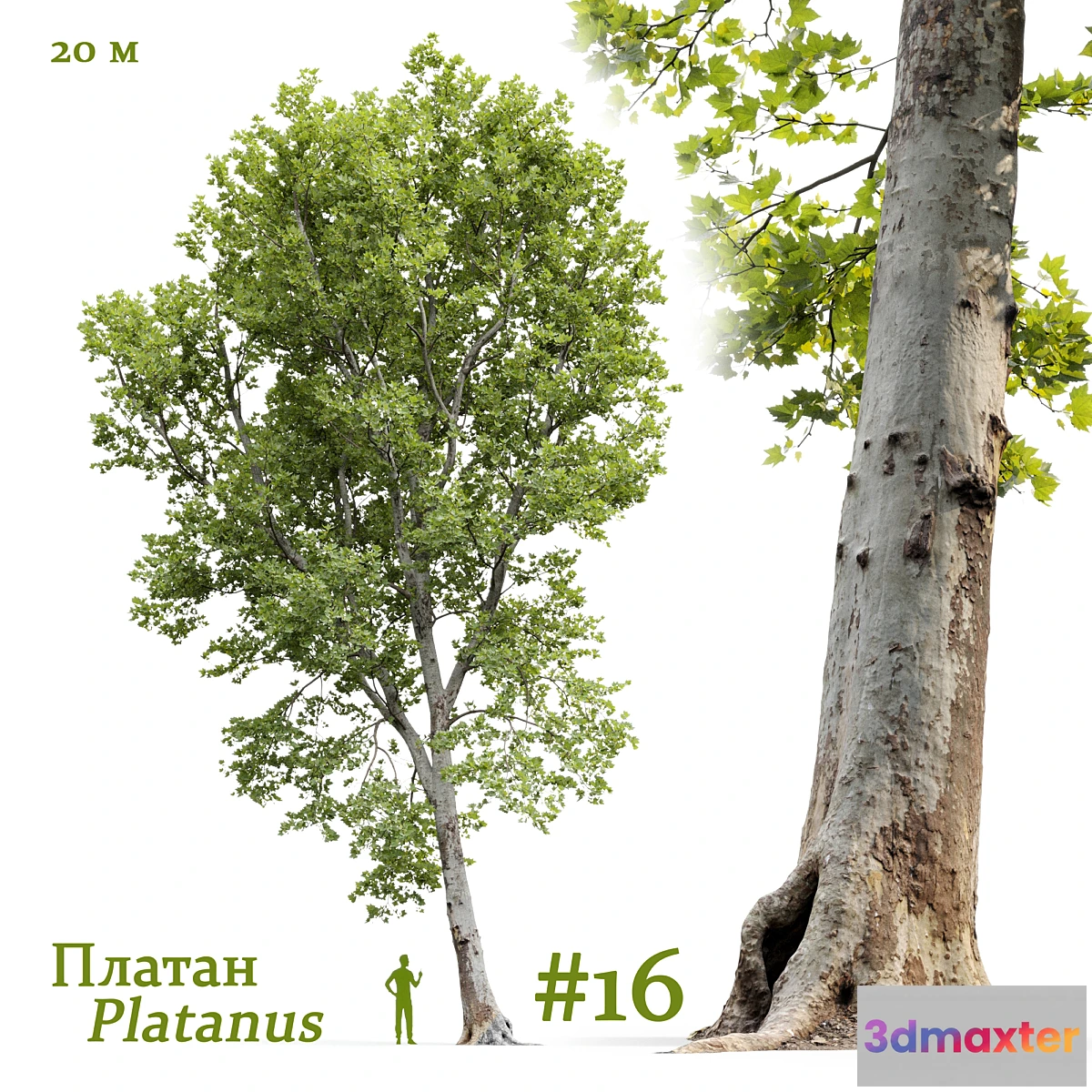 688888 - Plane-tree _ Sycamore _ Platanus #16