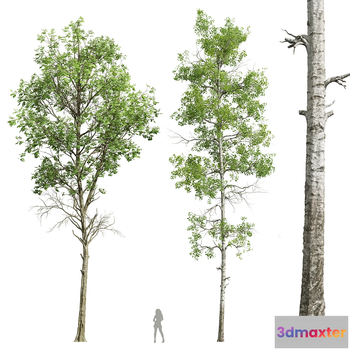 688894 - Fagus Sylvatica and Populus Tremuloides