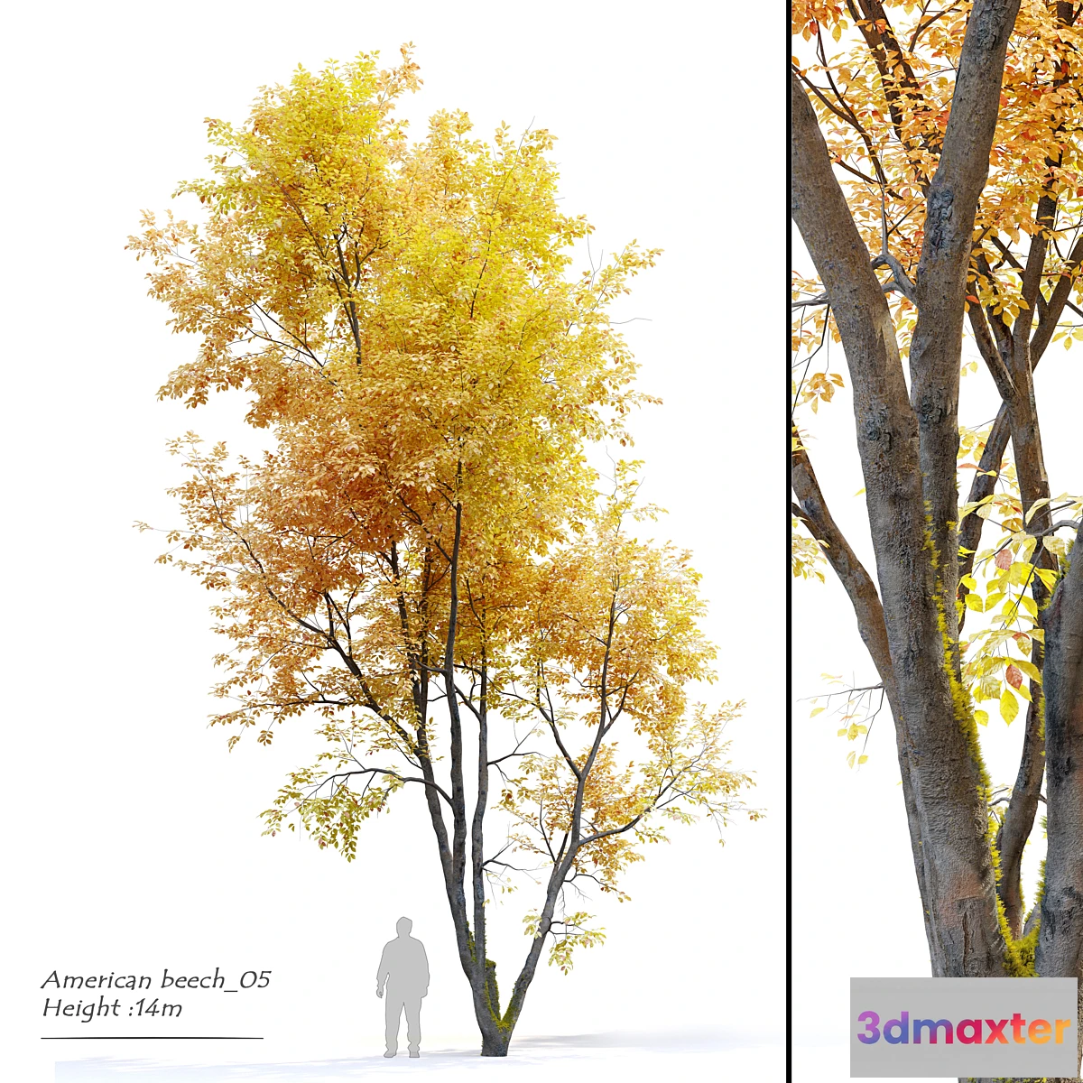 688898 - Autumn American beech