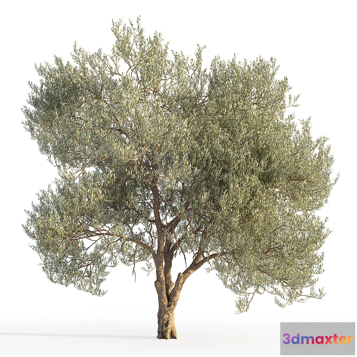 688902 - Olive tree 5