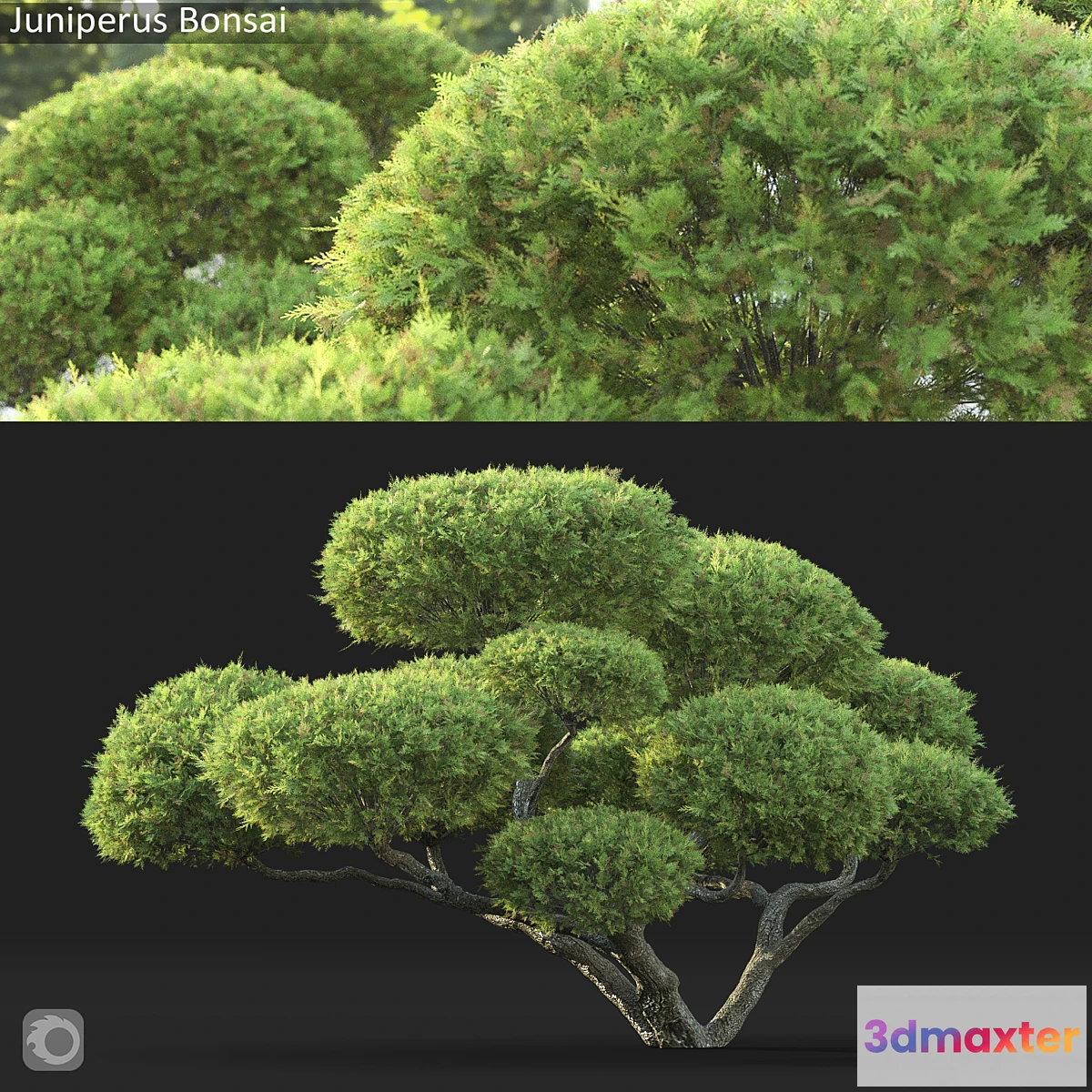 688914 - Bonsai - No.10