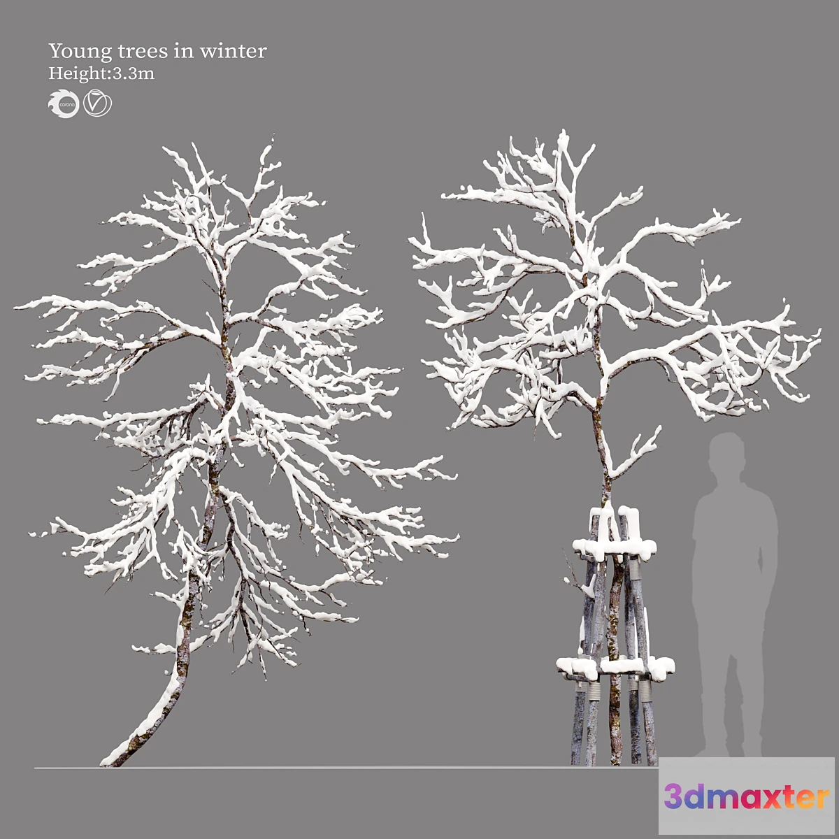 688922 - winter young trees