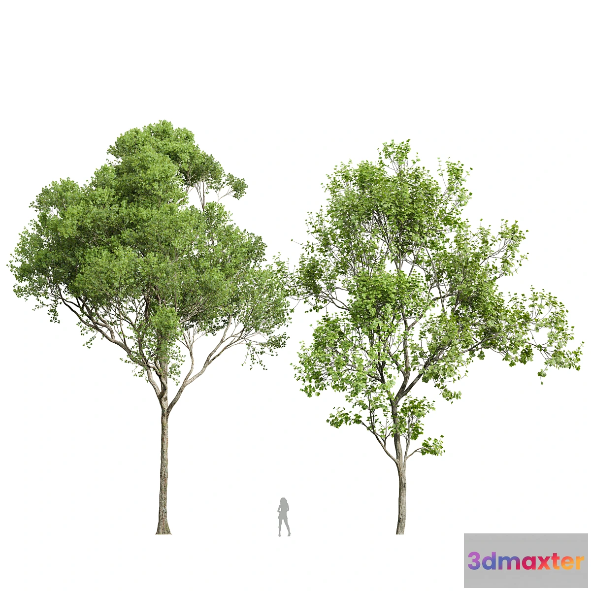 688926 - Acer Pseudoplatanus and Acer Saccharinum-2 spring trees