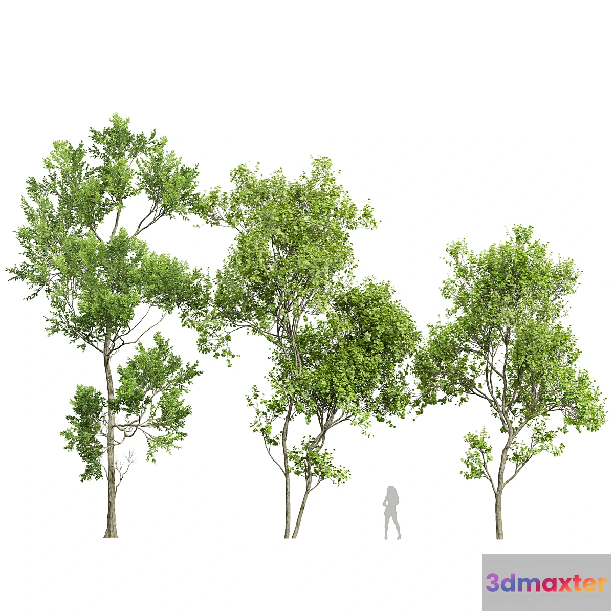 688930 - Spring trees Acer Saccharinum and Fagus Grandifolia