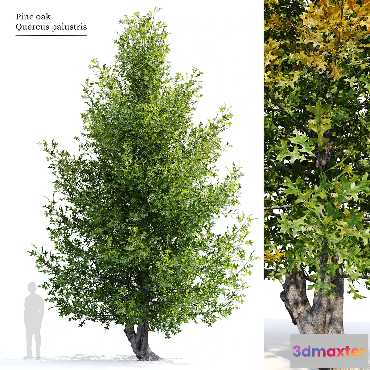 688936 - Pine oak tree