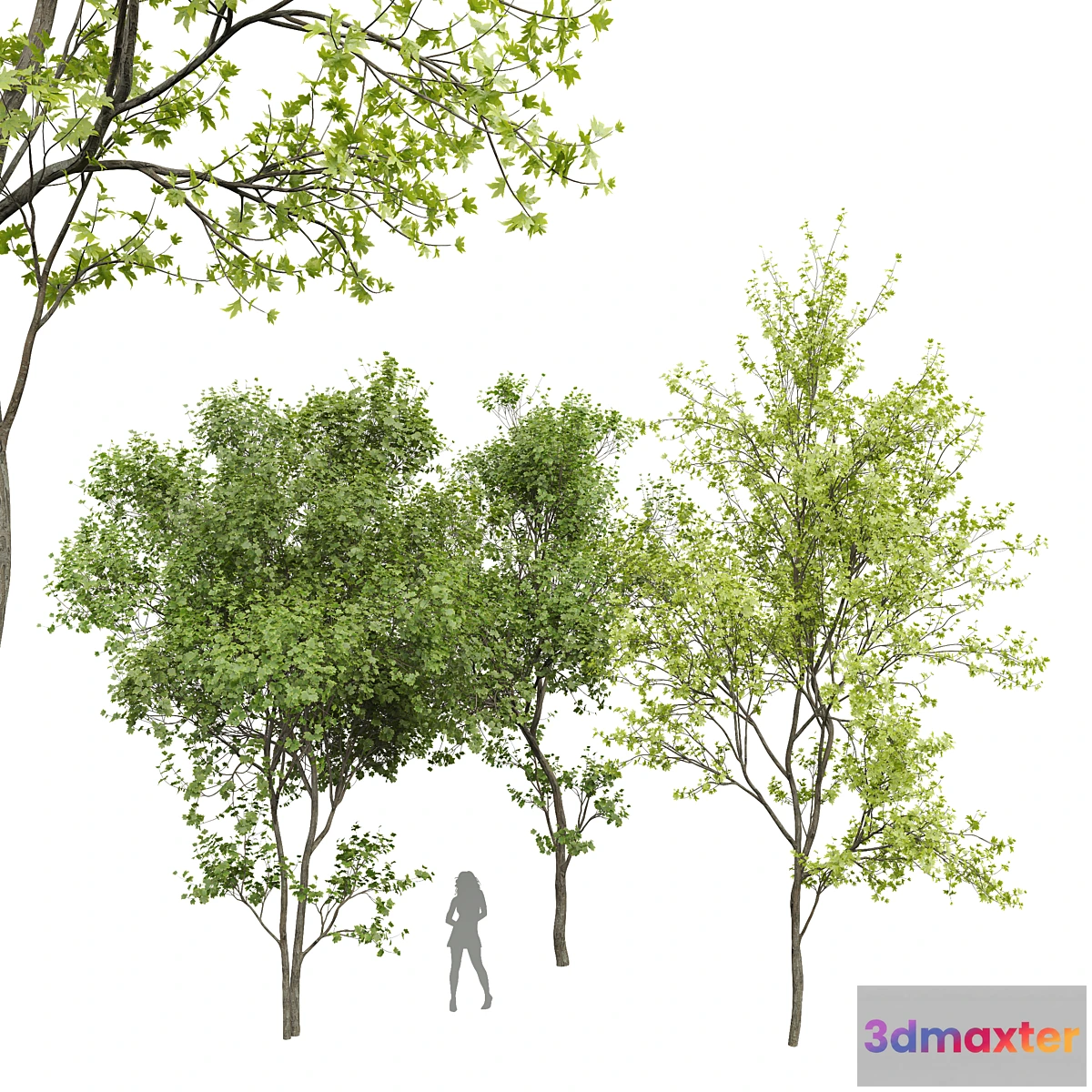 688938 - New Plant Real Tree Acer Saccharinum Spring Summer001