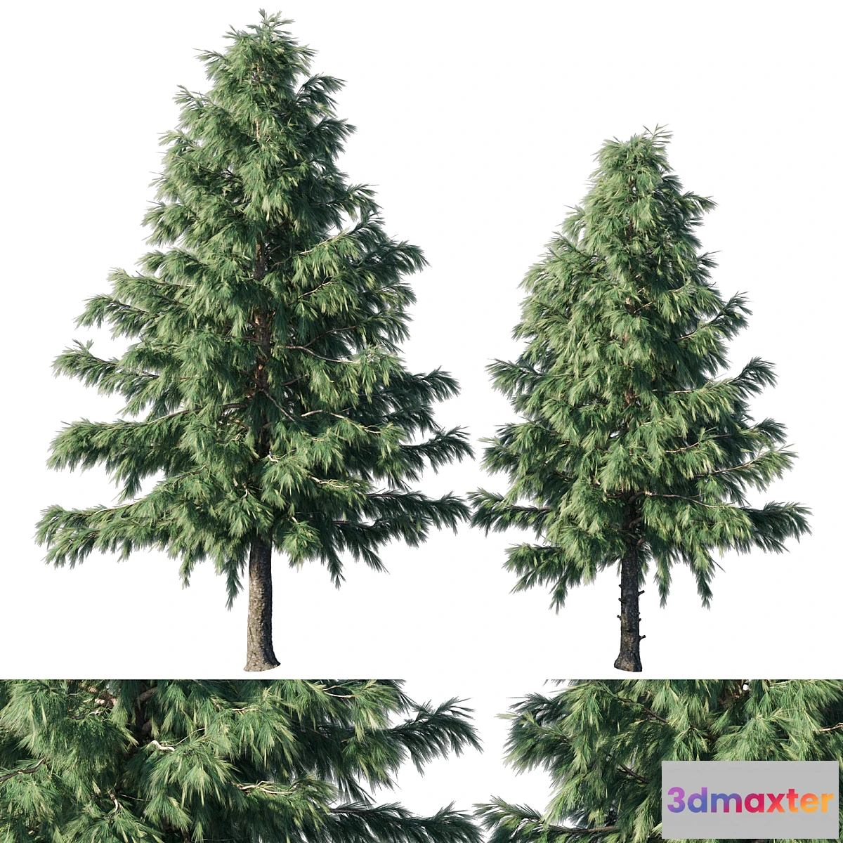 688940 - Cedrus Deodara 03