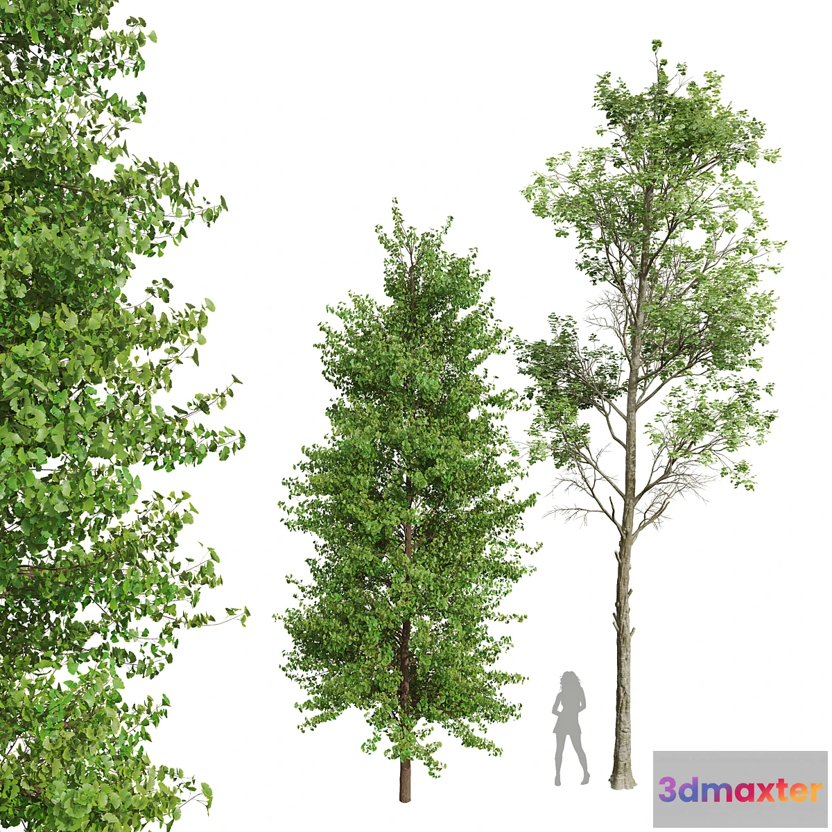 688948 - New Plant Fagus Sylvatica Maidenhair Tree Ginkgo Biloba