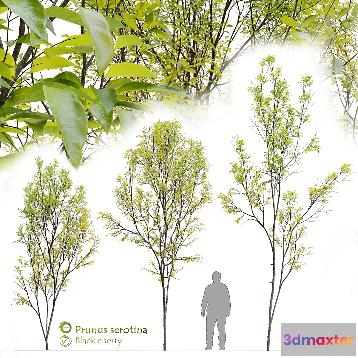 688950 - Prunus serotina