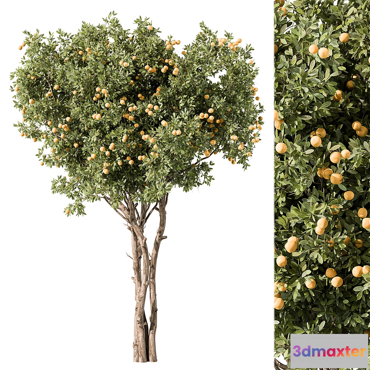 688954 - Lemon Tree Set 117