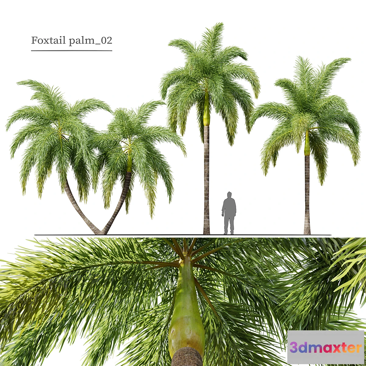 688958 - Foxtail Palm 02