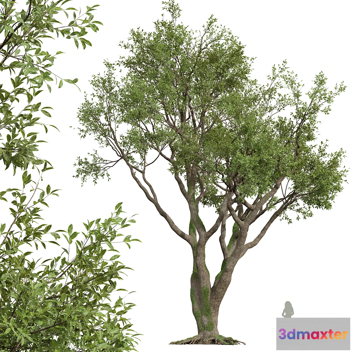 688962 - New Plant High detail Angel Oak Live Tree