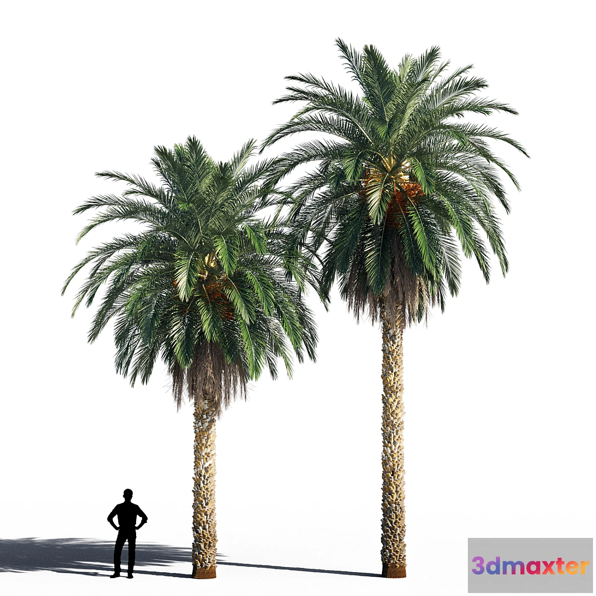 688970 - Date palm 2