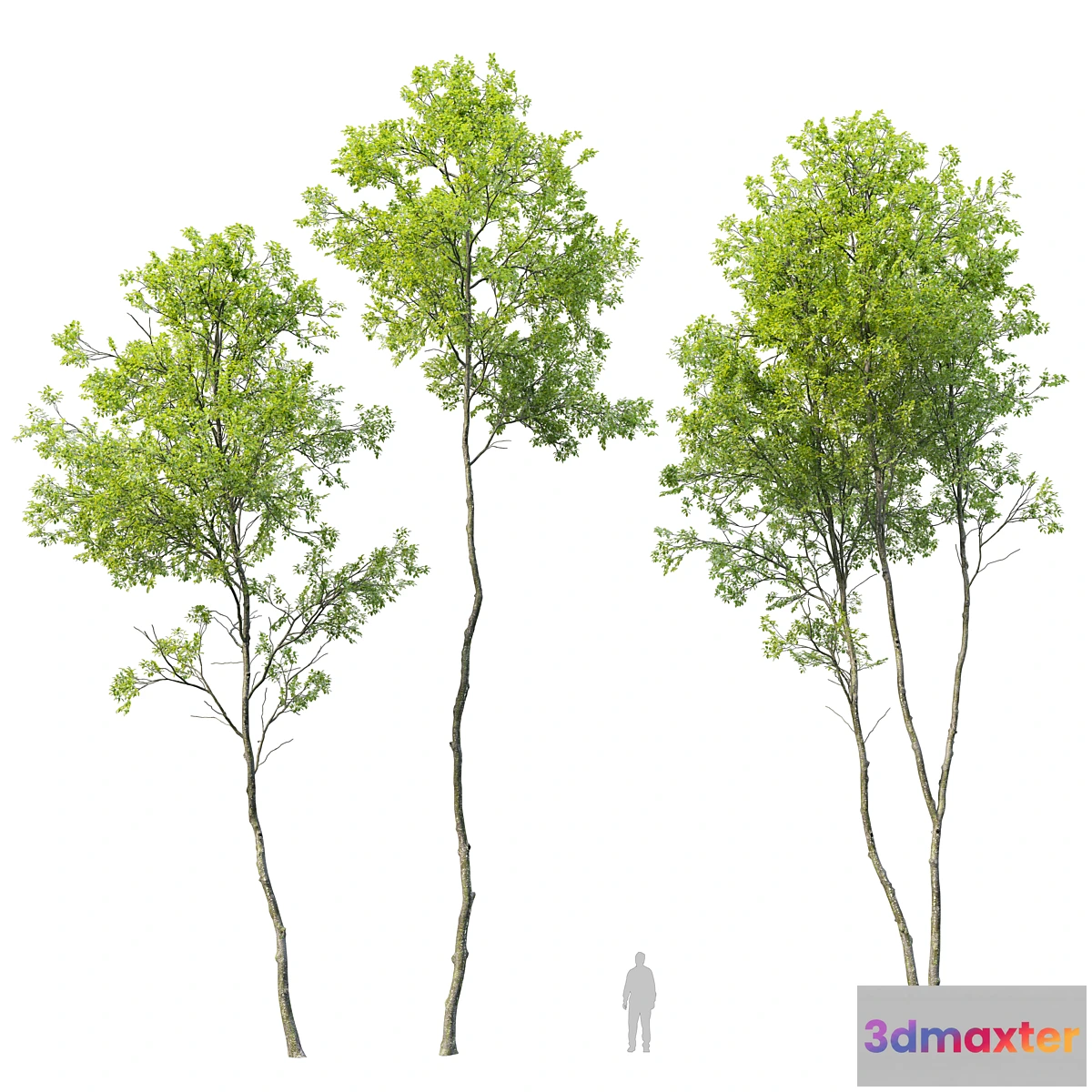 688976 - Forest trees set 04