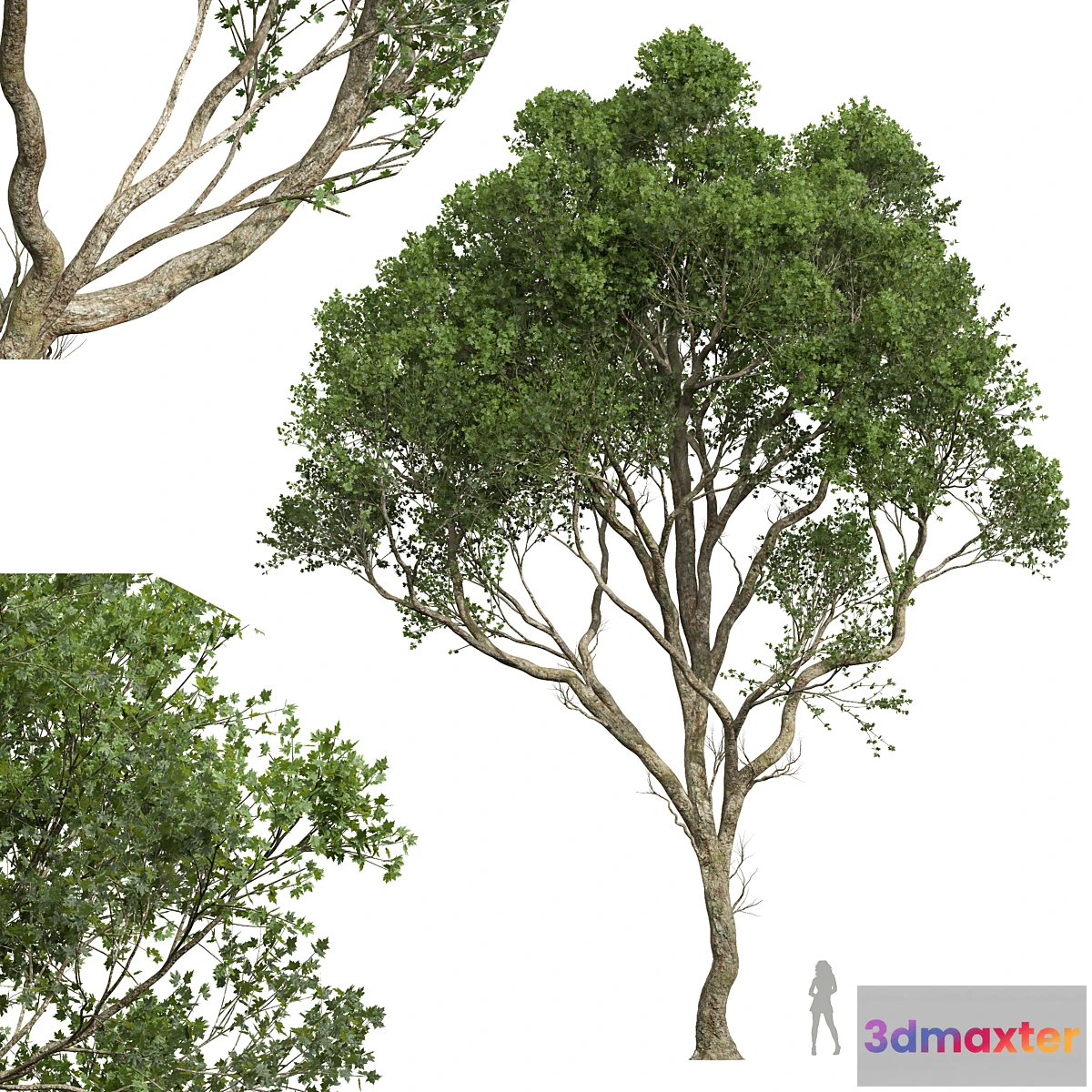 688978 - New Plant High detail Acer Pseudoplatanus03