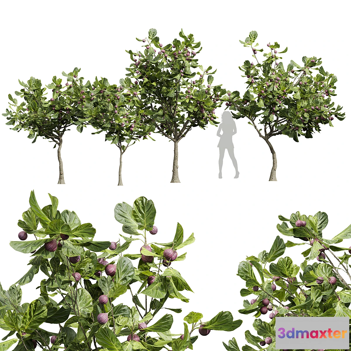 688982 - New Plant High detail Ficus Carica Feige Fig