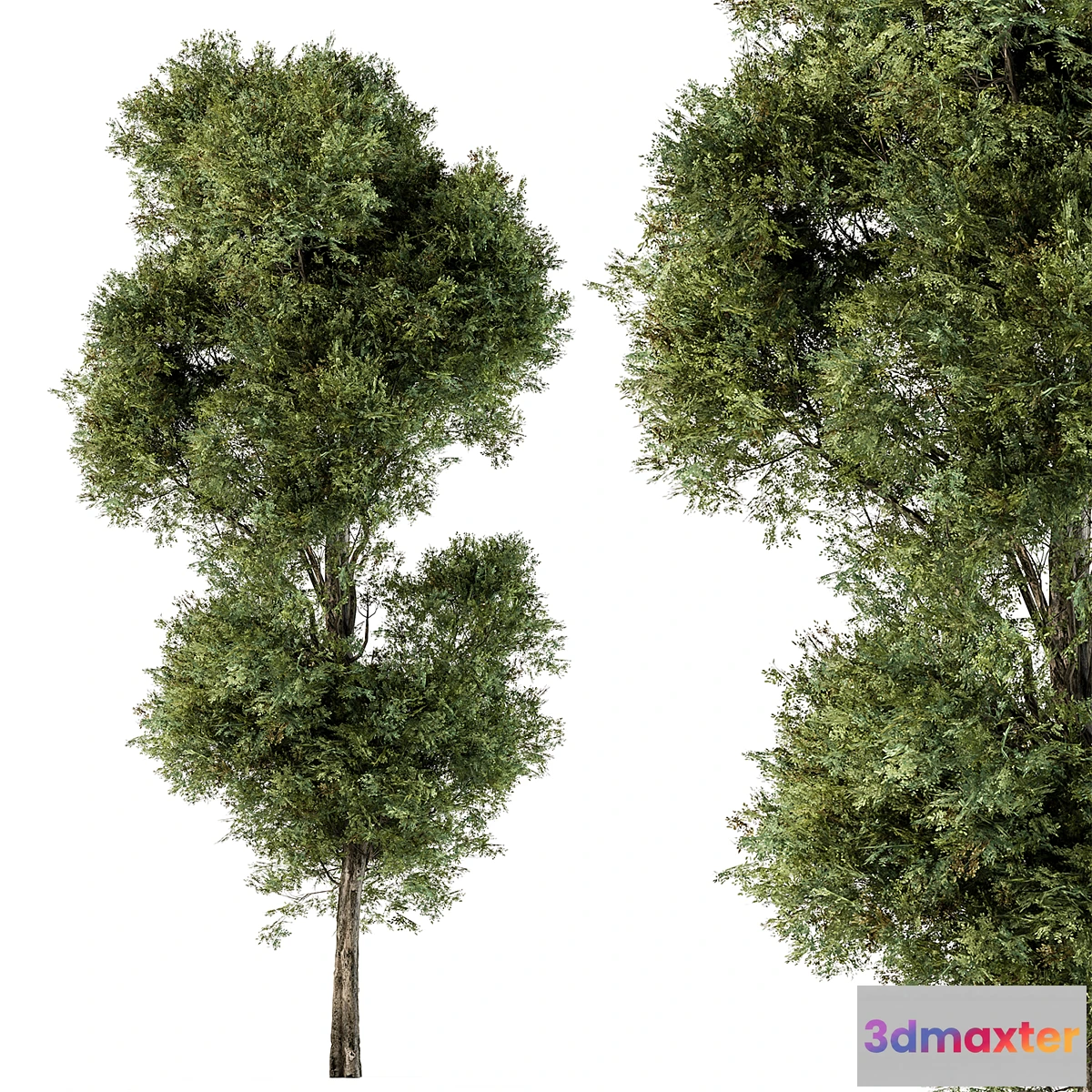 688986 - Tree Green Maple - Set 98