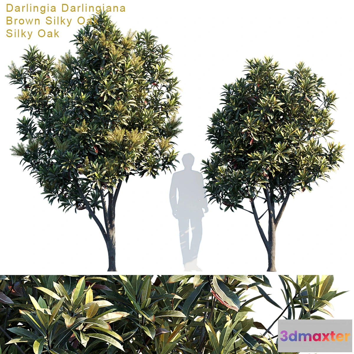 718644 - Darlingia Darlingiana  Brown Silky Oak - No.4