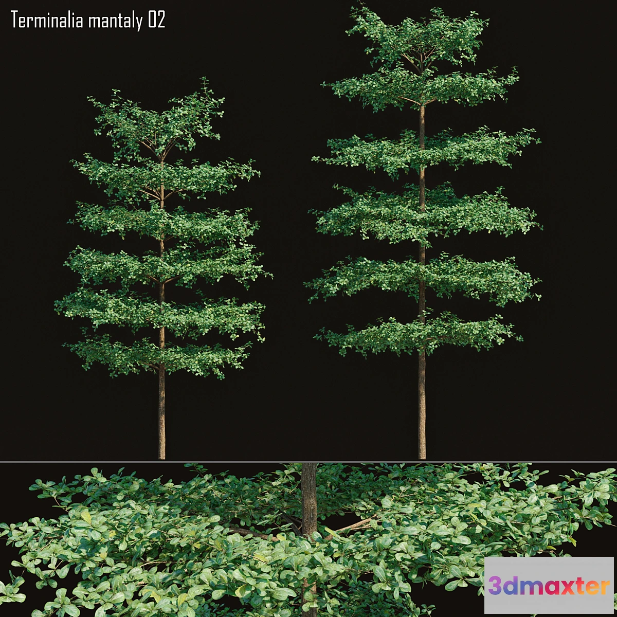 718656 - Bucida molineti 02 - No.2