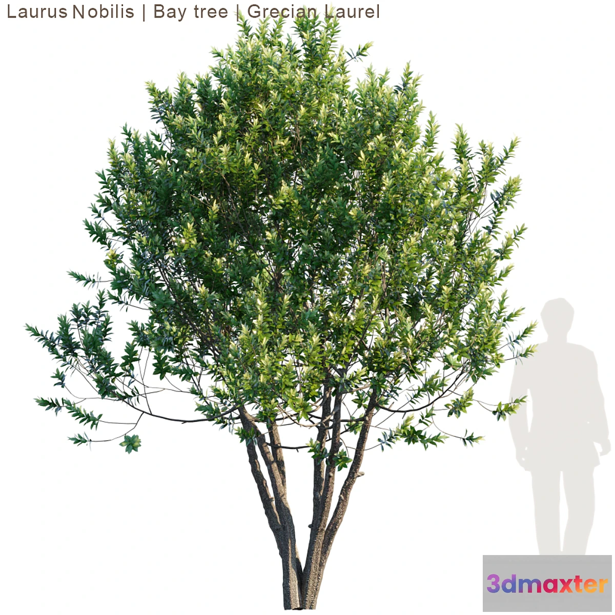 718660 - Laurus Nobilis  Bay tree  Grecian Laurel tree - No.2