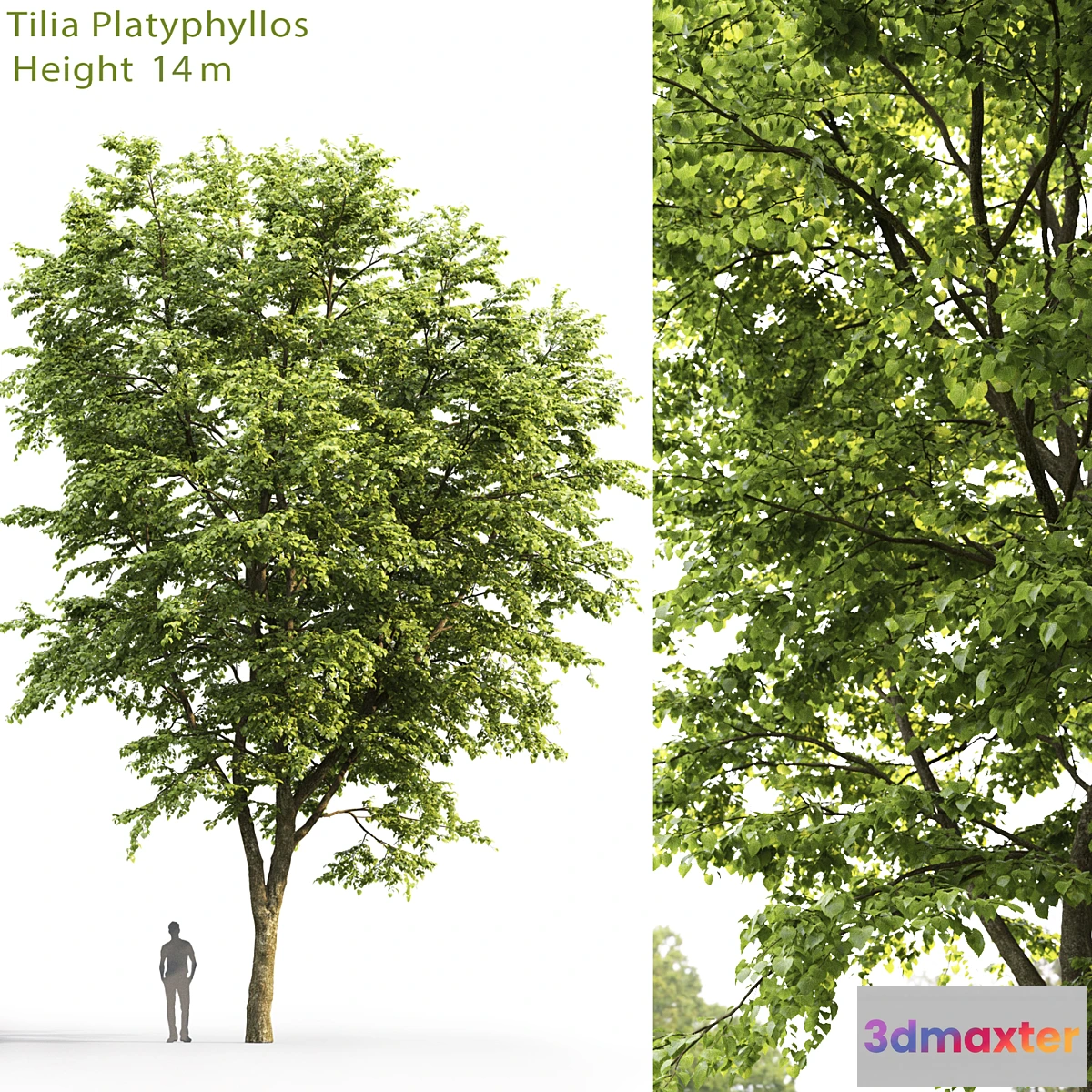 718672 - Tilia platyphyllos - No.9