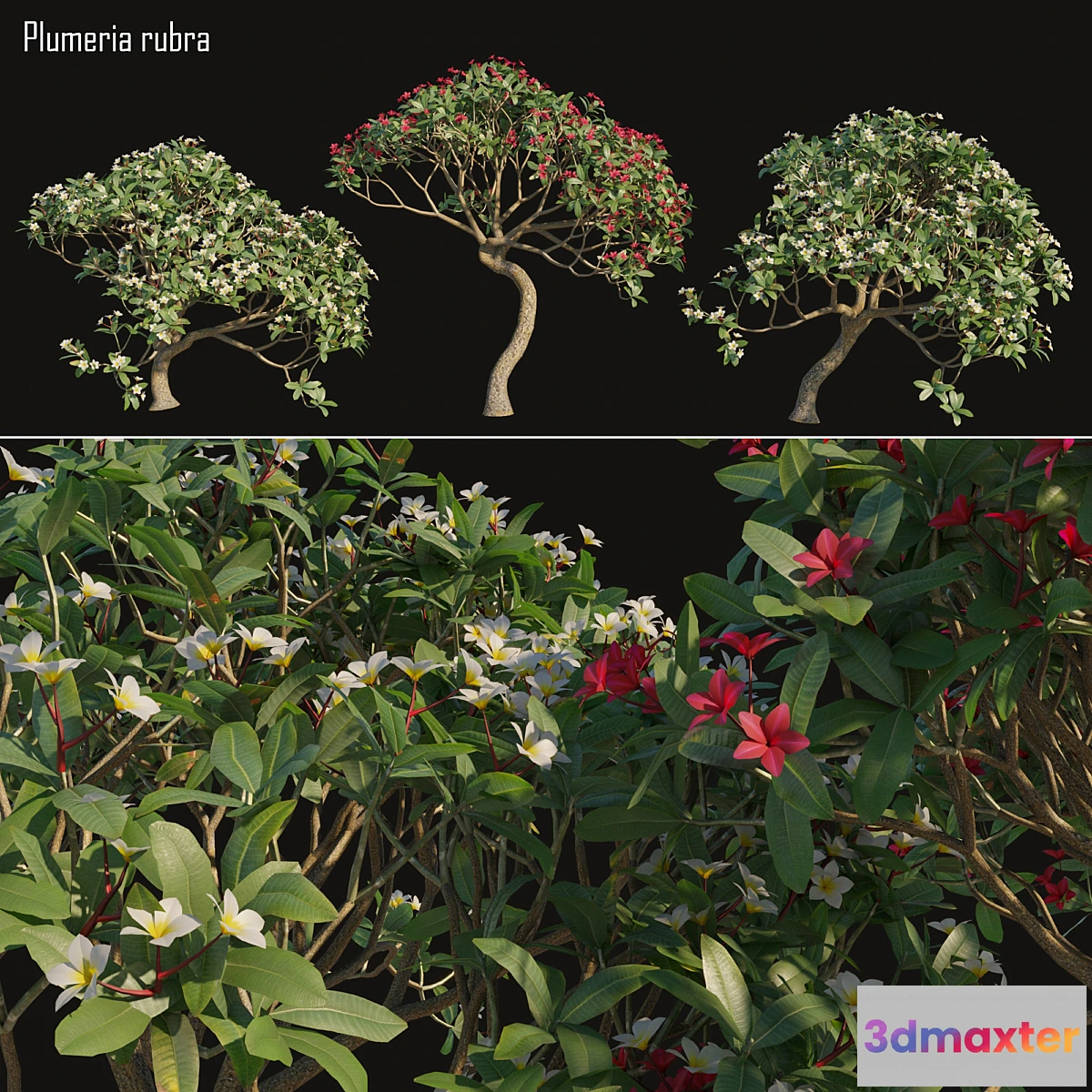 718674 - Plumeria rubra -Frangipani Tree-02 - No.2