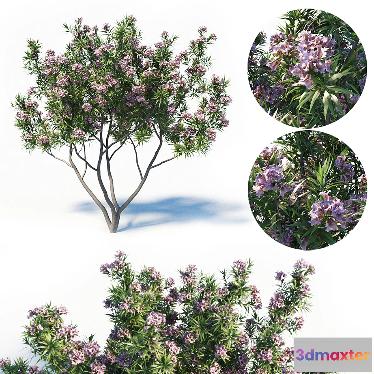 718680 - Pink Dawn Tree (Chitalpa Tashkentensis) - No.2