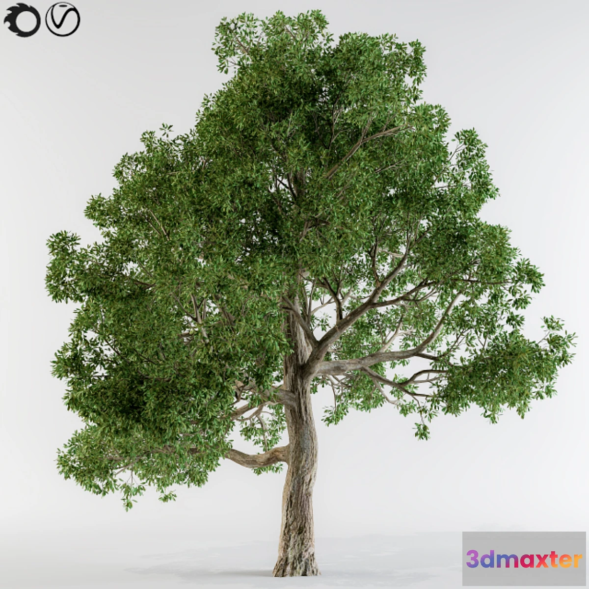 718692 - Broadleaf tree - No.2