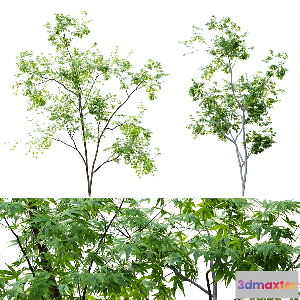 718700 - Two young trees - No.2