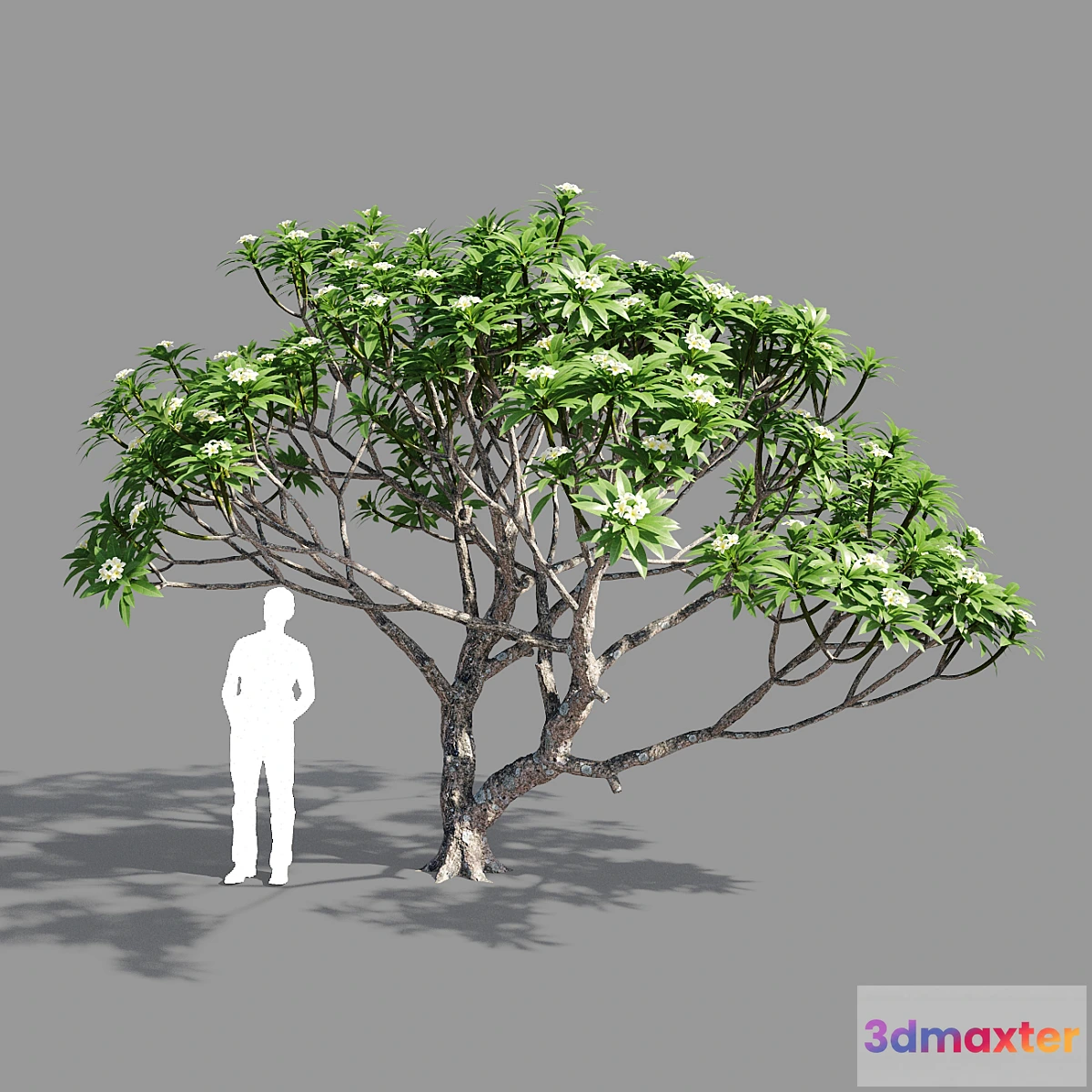 718714 - Plumeria 2 - No.2